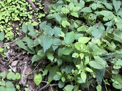 Celtis bungeana