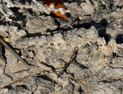 Sphingonotus caerulans