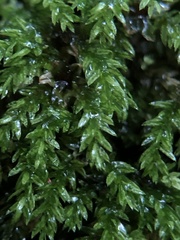 Mnium lycopodioides