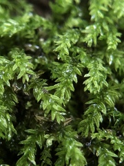 Mnium lycopodioides