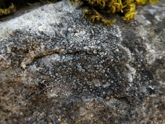 Pyrenodesmia variabilis