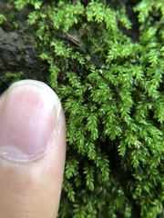 Mnium lycopodioides