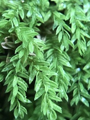 Mnium lycopodioides