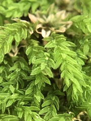 Mnium lycopodioides