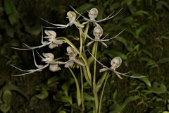 Habenaria crinifera