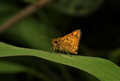 Ampittia dioscorides