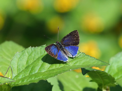 Sinthusa privata