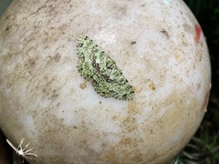 Ophthalmitis herbidaria