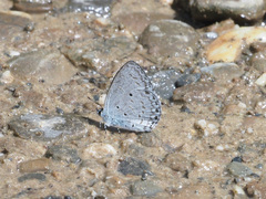 Celastrina algernoni