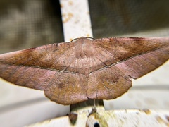 Sarcinodes yaeyamana