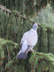 Columba palumbus