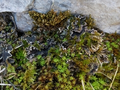Peltigera monticola