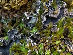 Peltigera monticola