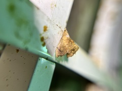 Discothyris ferruginata