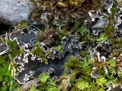 Peltigera monticola