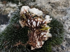 Peltigera monticola
