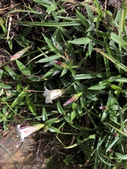 Tripterospermum microphyllum