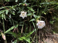 Tripterospermum microphyllum