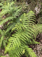 Pteridium aquilinum wightianum