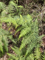 Pteridium aquilinum wightianum