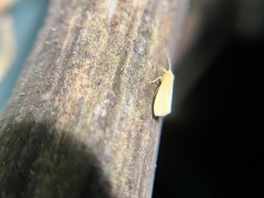 Notata parva