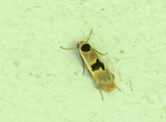 Thysanoptyx
