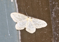 Genusa