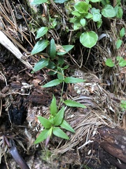 Tripterospermum microphyllum