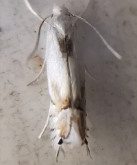 Phyllocnistis unipunctella
