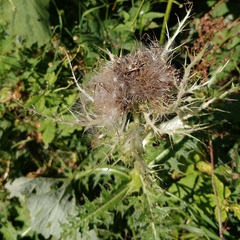 Cirsium spinosissimum