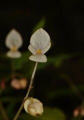 Begonia crenata