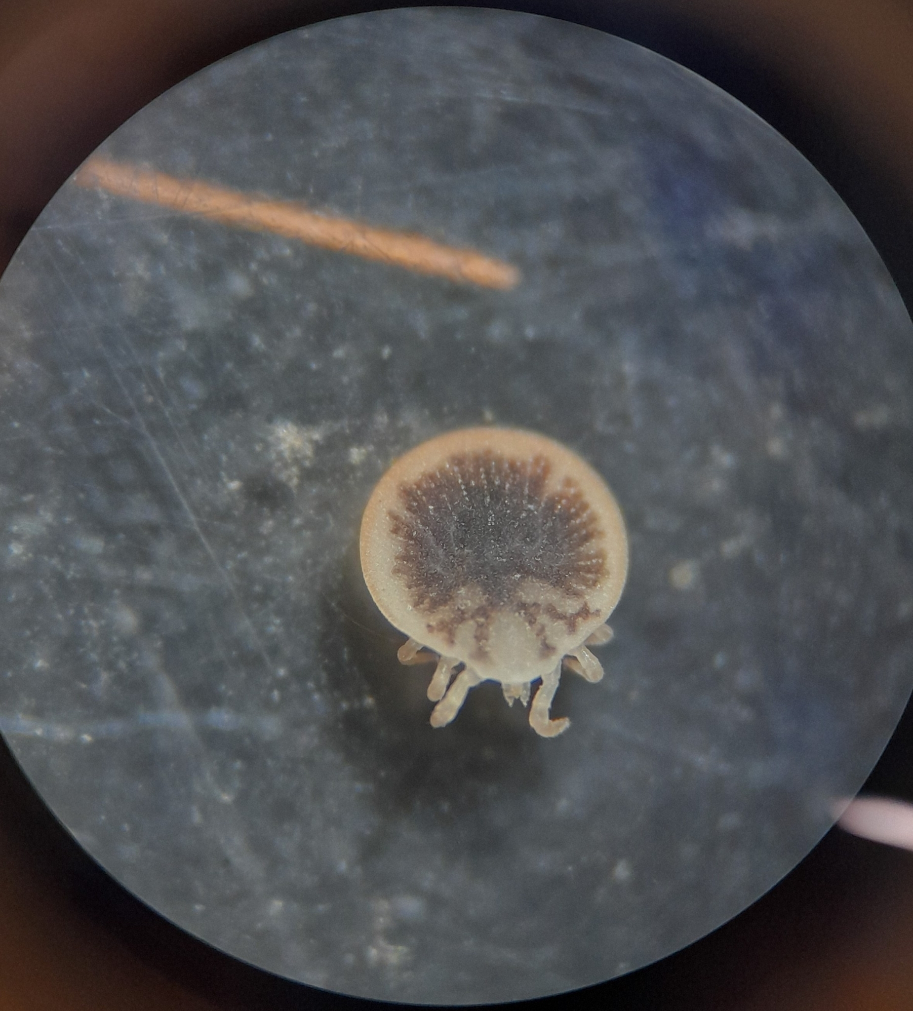 Carios vespertilionis Latreille, 1796