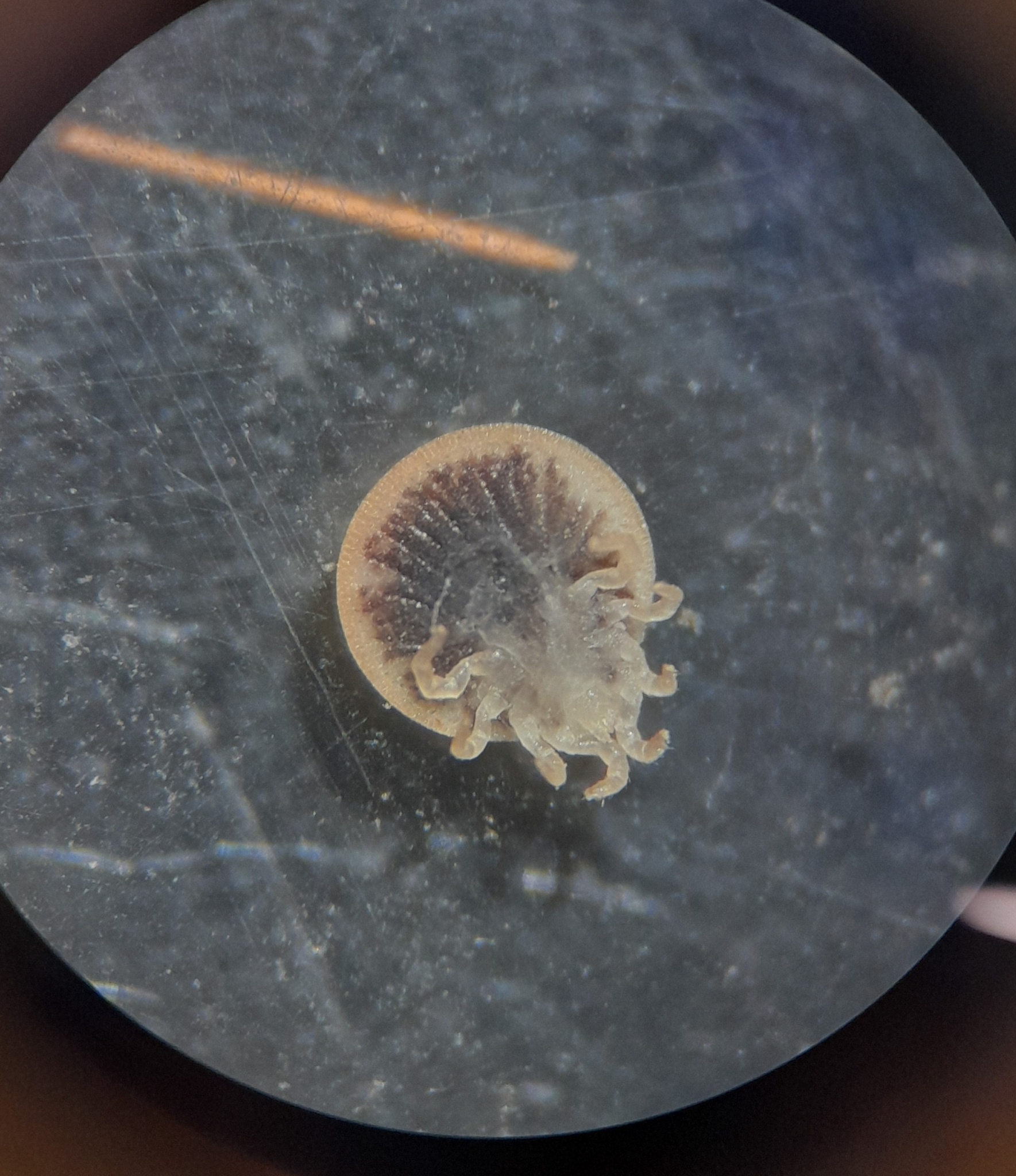 Carios vespertilionis Latreille, 1796