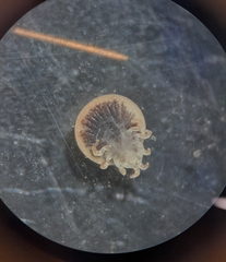 Argas vespertilionis