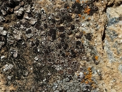 Acarospora glaucocarpa