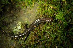 Plethodon shenandoah