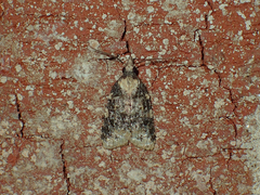 Platynota exasperatana