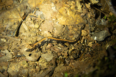 Plethodon shenandoah