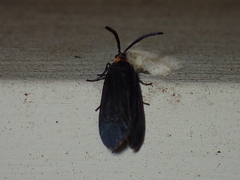 Acoloithus falsarius