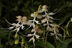Habenaria crinifera