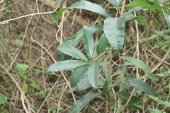 Protorhus longifolia