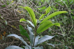Protorhus longifolia