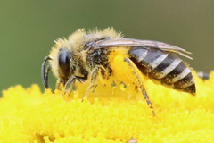 Colletes daviesanus