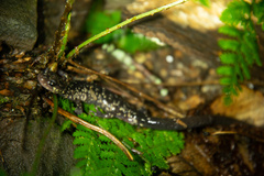 Plethodon punctatus