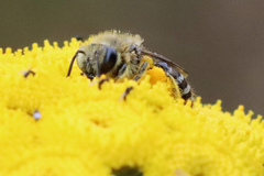 Colletes daviesanus