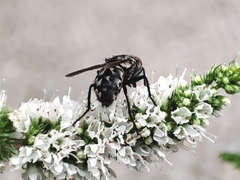 Sarcophaga carnaria