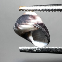 Micrelenchus huttonii