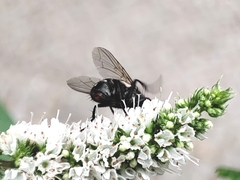 Sarcophaga carnaria