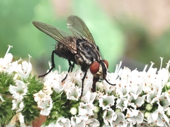 Sarcophaga carnaria