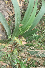 Dietes grandiflora